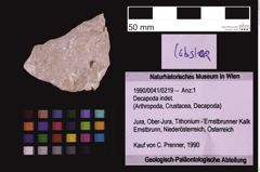 Foto (Objekt + Etiketten) von Decapoda indet. (NHMW-GEO-1990-0041-0219)